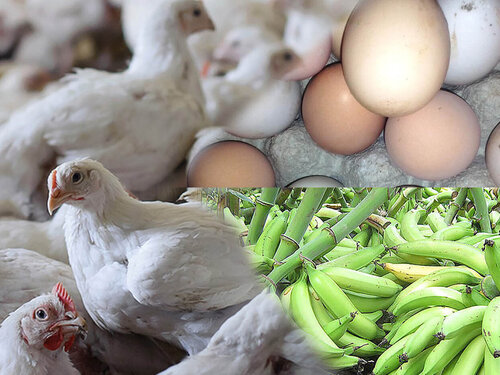 Huevos, pollos y plátanos agroecológicos tienen alta calidad de nutrientes