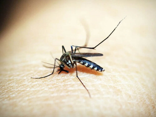 Mosquito Anopheles, transmisor de la malaria, está evolucionando en tamaño y forma