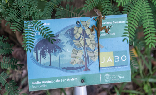 En el Jardín Botánico de la Sede Caribe se preservan especies de flora y fauna originarias de la región. Foto: Jeimi Villamizar - Unimedios