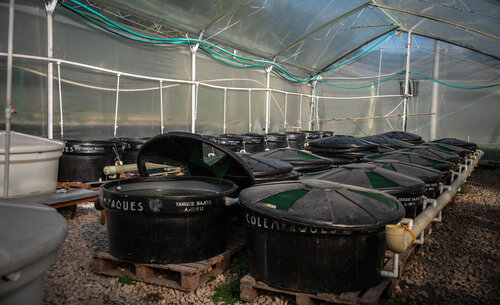 En los invernaderos hay más de 20 tanques destinados al engorde, experimentación y reproducción de peces. Foto: Nicol Torres – Unimedios