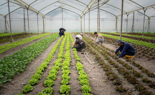 Cultivo de hortalizas producido en los invernaderos de la Universidad Nacional de Colombia. Foto: Nicol Torres, Unimedios.