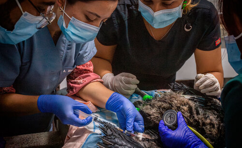 Veterinarios, biólogos y zootecnistas de URRAS, curan las quemaduras de dos jóvenes chulos, tras incendio forestal en el municipio de Tocancipá. Foto: Jeimi Villamizar – Unimedios.
