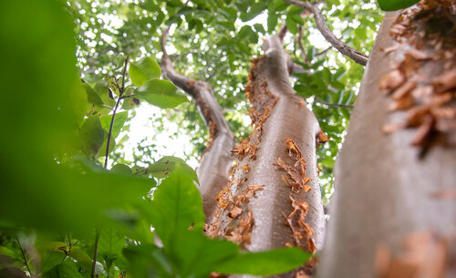 Bursera simaruba, o indio desnudo es un árbol de tronco resinoso y aromático, su corteza se desprende en capas; esta especie autóctona forma parte del Jardín Botánico de San Andrés. Foto: Jeimi Villamizar – Unimedios.