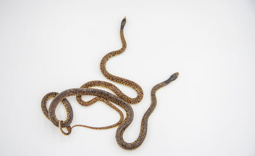 Las serpientes que llegan al Laboratorio de Biología de la Sede de La Paz, se pesan y miden para conocer su estado de salud. Foto: Jeimi Villamizar – Unimedios. 
