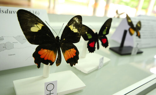 Colección Entomológica, Sede Orinoquia
