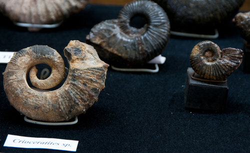 Fósiles de ammonites – Museo Paleontológico de Villa de Leyva
