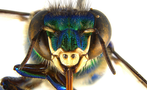 La UNAL registra nuevas especies de abejas, Sede Bogotá