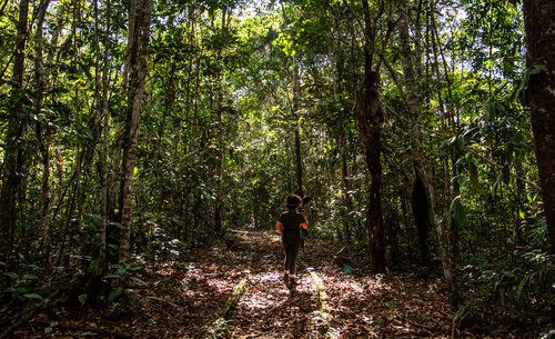Sendero Ecológico de la UNAL Sede Amazonia. Foto: Jeimi Villamizar – Unimedios.
