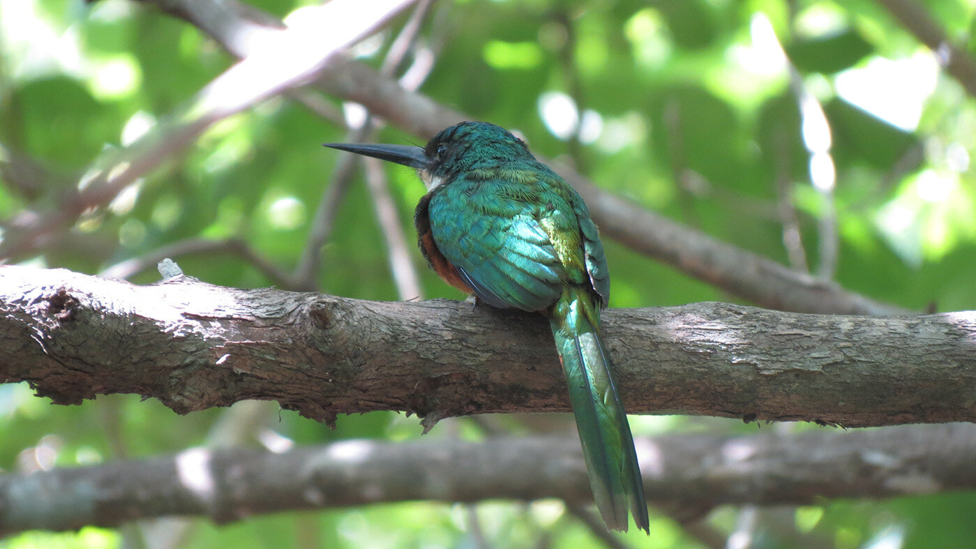 COP 16: Orinoquia: entre aves 