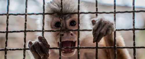 La dieta de los primates es definida por el Área de Nutrición y Zootecnia de la UNAL. Foto: María Fernanda Londoño, Unimedios.