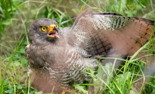 La UNAL, comprometidos en el cuidado de la avifauna