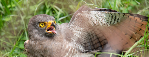 La UNAL, comprometidos en el cuidado de la avifauna