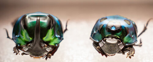 El Laboratorio de Entomología lidera una línea de investigación dedicada a los insectos. Foto: María Fernanda Londoño, Unimedios.