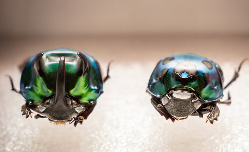 El Laboratorio de Entomología lidera una línea de investigación dedicada a los insectos. Foto: María Fernanda Londoño, Unimedios.