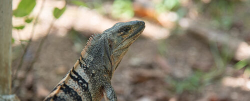 Reptiles del Jardín Botánico de la UNAL, Sede Caribe. Foto: Archivo, Unimedios