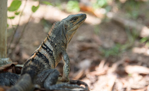 Reptiles del Jardín Botánico de la UNAL, Sede Caribe. Foto: Archivo, Unimedios