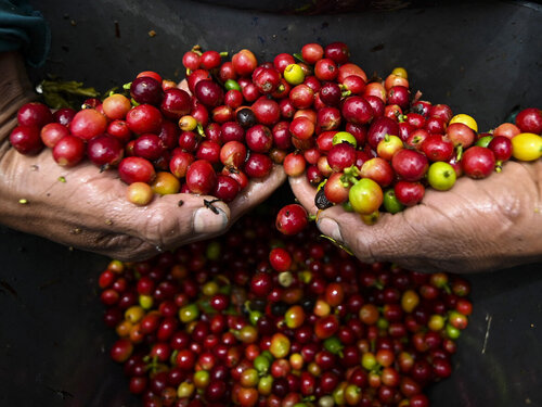 ¡Secar café como nunca antes! Una innovación de la UNAL en Agroexpo 2025