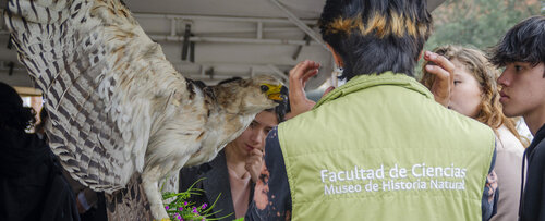 Espécimen juvenil de águila andina, Museo de Historia Natural UNAL, Sede Bogotá. Fotos: María Fernanda Londoño, Unimedios