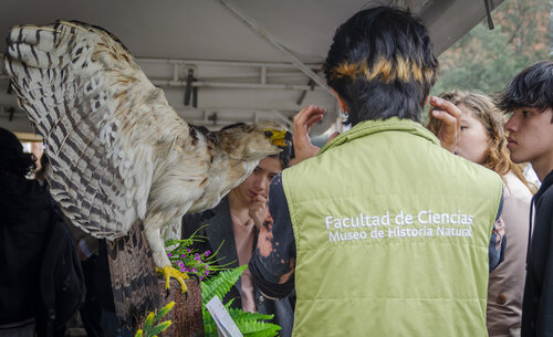 Espécimen juvenil de águila andina, Museo de Historia Natural UNAL, Sede Bogotá. Fotos: María Fernanda Londoño, Unimedios