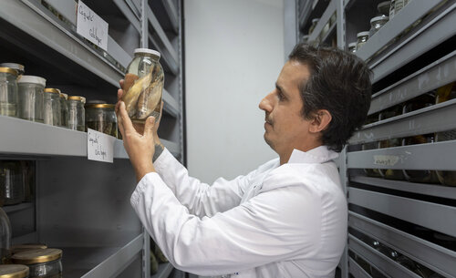 Colección de Ictiología del Instituto de Ciencias Naturales en la UNAL. Foto: María Fernanda Londoño, Unimedios.
