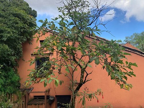 Árbol oculto en Bogotá tendría compuestos anticancerígenos