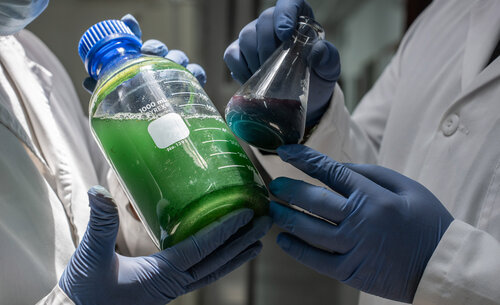 A través de las algas se obtienen pigmentos naturales utilizados en alimentos. Foto: María Fernanda Londoño, Unimedios.