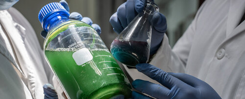A través de las algas se obtienen pigmentos naturales utilizados en alimentos. Foto: María Fernanda Londoño, Unimedios.