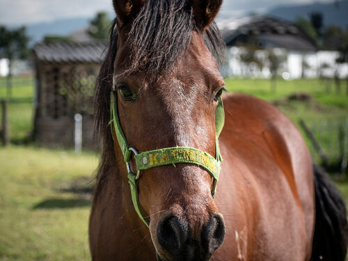 Enfermedades reproductivas en caballos, enemigas silenciosas que preocupan en Agroexpo 2025 Enfermedades reproductivas en caballos, enemigas silenciosas que preocupan en Agroexpo 2025