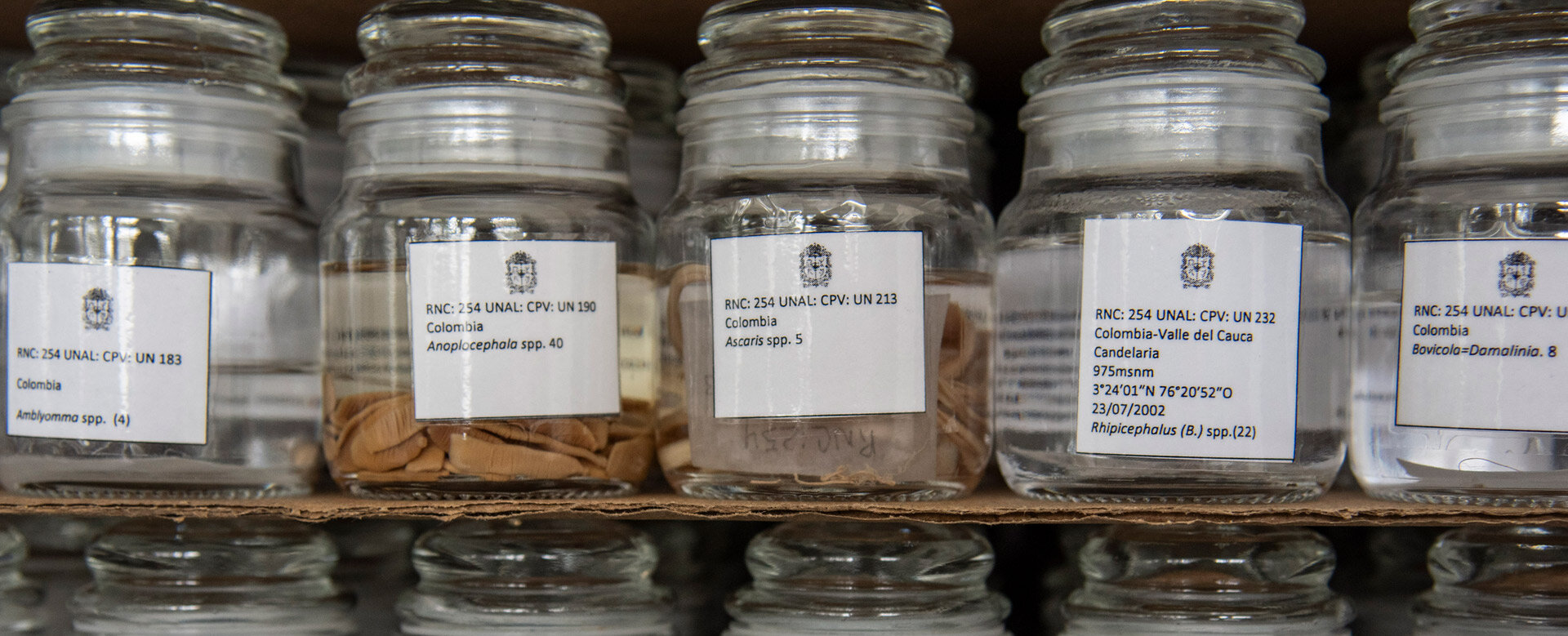 Colección Parasitológica Veterinaria “Julio Mario Rodríguez Peña”- Patrimonio Nacional de Colombia, Sede Bogotá. Foto: María Fernanda Londoño de la Hoz, Unimedios.