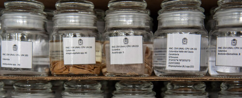 Colección Parasitológica Veterinaria “Julio Mario Rodríguez Peña”- Patrimonio Nacional de Colombia, Sede Bogotá. Foto: María Fernanda Londoño de la Hoz, Unimedios.