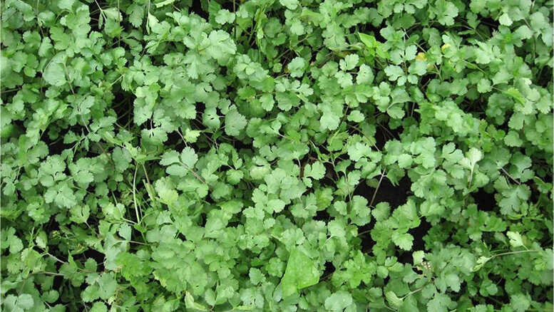 UNAL obtiene primer certificado de obtentor en variedad de cilantro