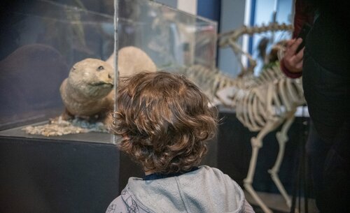 Museo de Historia Natural UNAL, Sede Bogotá. Foto: María Fernanda Londoño de la Hoz, Unimedios