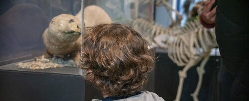 Museo de Historia Natural UNAL, Sede Bogotá. Foto: María Fernanda Londoño de la Hoz, Unimedios