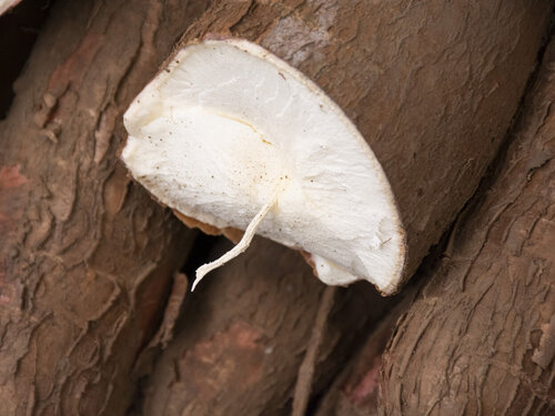 Descubren genes en la yuca que la harían más resistente a bacterias y sequías en el futuro