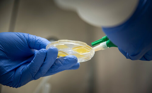 El Laboratorio de Parasitología Veterinaria de la UNAL lleva a cabo una labor incansable en el estudio y control de garrapatas, pulgas, ácaros, tenias y gusanos. Foto: María Fernanda Londoño de la Hoz, Unimedios