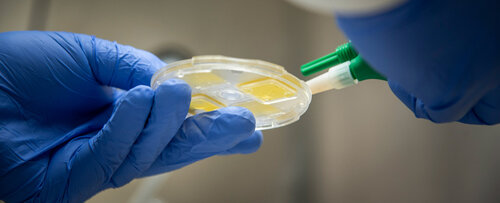 El Laboratorio de Parasitología Veterinaria de la UNAL lleva a cabo una labor incansable en el estudio y control de garrapatas, pulgas, ácaros, tenias y gusanos. Foto: María Fernanda Londoño de la Hoz, Unimedios