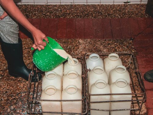 Falta de planeación explicaría crisis del sector lechero en Colombia