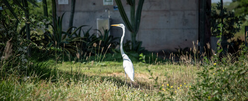 Ardea Alba, es una de las especies que se pueden observar en el campus de la UNAL Sede La Paz. Foto: Archivo, Unimedios.