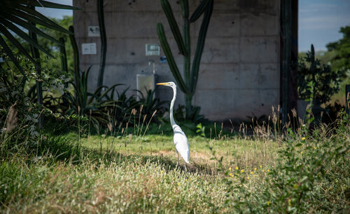 Ardea Alba, es una de las especies que se pueden observar en el campus de la UNAL Sede La Paz. Foto: Archivo, Unimedios.