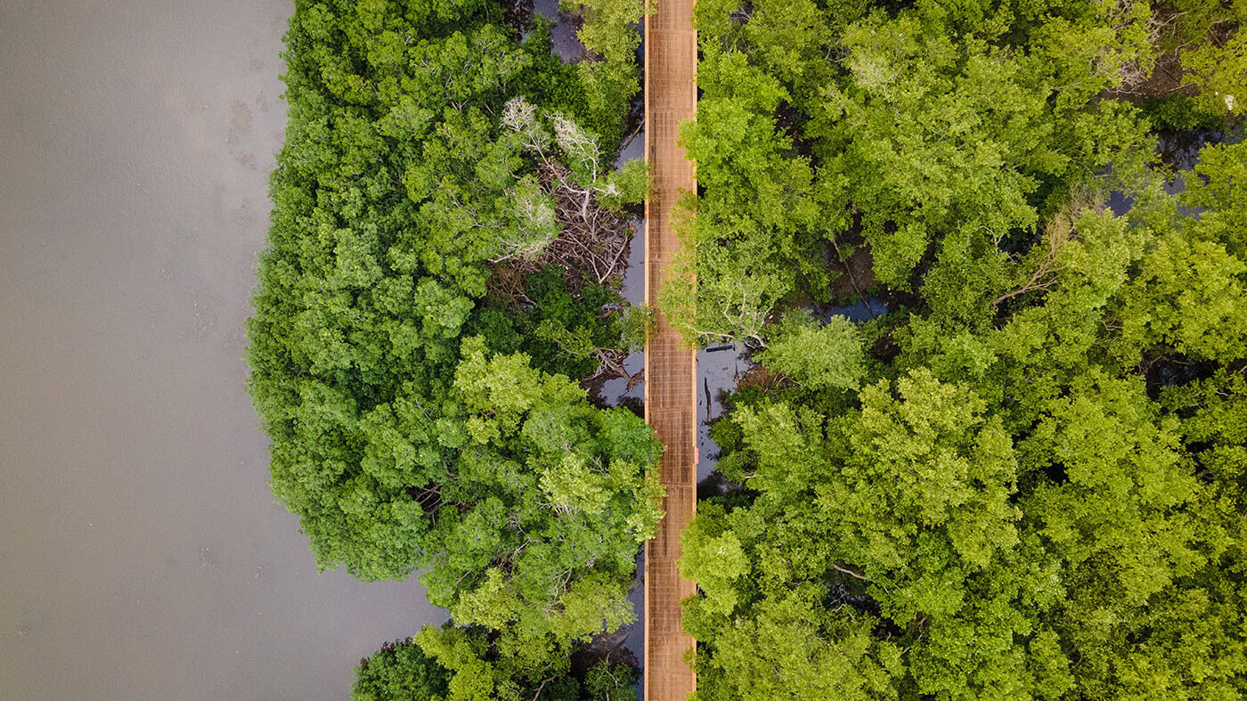 Con IA revelan el trabajo invisible de los manglares en Colombia contra el cambio climático