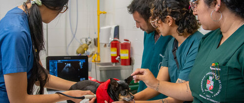 Clínica para Pequeños Animales, de la Facultad de Medicina Veterinaria y de Zootecnia, UNAL Sede Bogotá. Foto: Nicol Torres, Unimedios.