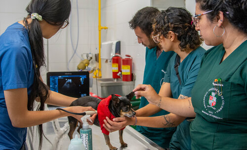 Clínica para Pequeños Animales, de la Facultad de Medicina Veterinaria y de Zootecnia, UNAL Sede Bogotá. Foto: Nicol Torres, Unimedios.