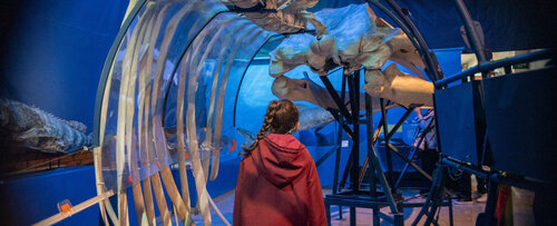 Caminando a través de la ballena Sei, Museo de Historia Natural UNAL, Sede Bogotá. Foto: María Fernanda Londoño, Unimedios.