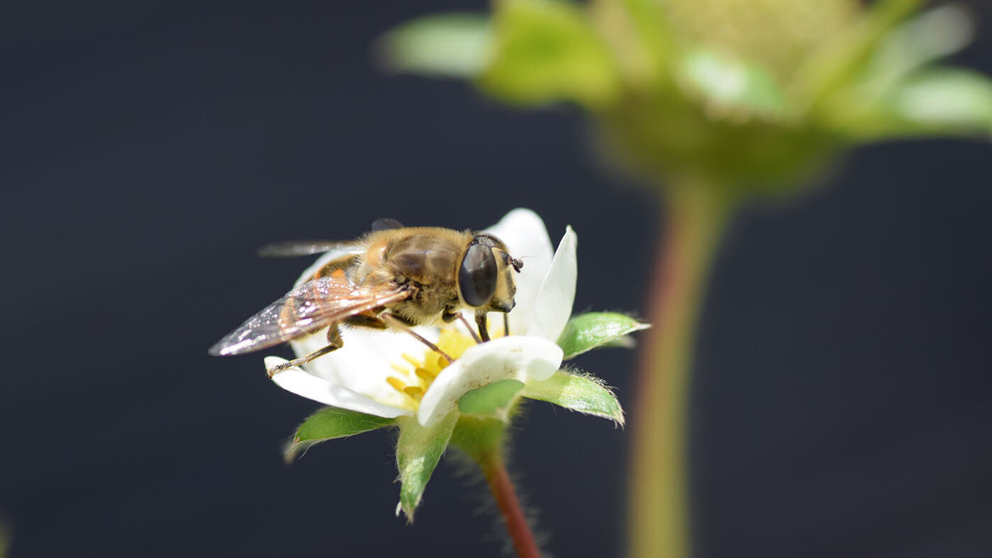 Identifican nuevos insectos polinizadores en cultivos de fresa que mejorarían la calidad de la fruta