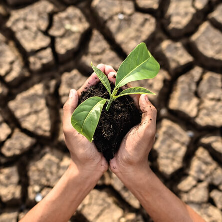 Calentamiento Global y su impacto en la Biodiversidad