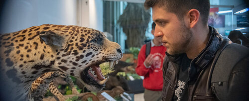 En el Museo de Historia Natural, se pueden encontrar mamíferos como el jaguar. Foto: María Fernanda Londoño, Unimedios.