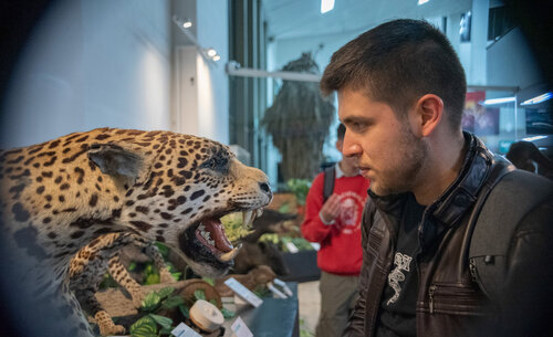 En el Museo de Historia Natural, se pueden encontrar mamíferos como el jaguar. Foto: María Fernanda Londoño, Unimedios.