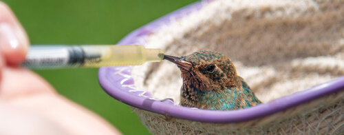 Colibrí chillón recuperado por Urras UNAL, Sede Bogotá. Foto: Archivo Unimedios.