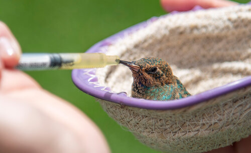 Colibrí chillón recuperado por Urras UNAL, Sede Bogotá. Foto: Archivo Unimedios.