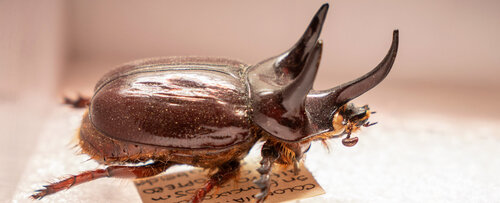 Los escarabajos son muy importantes en los ecosistemas. Foto: María Fernanda Londoño, Unimedios.